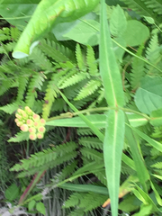 Asclepias rubra