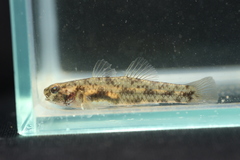 Northern Snubnose Goby photo 1