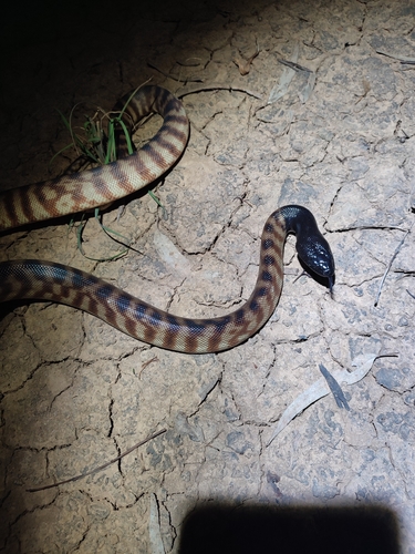Black-headed Python sighting