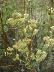 Baccharis boliviensis