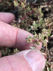 Atriplex pacifica