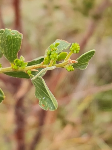 Image of Acacia monticola by (c) Belinda Forbes, some rights reserved (CC BY)