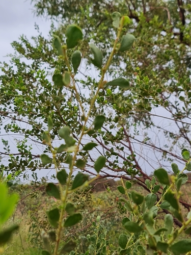 Image of Acacia monticola by (c) Belinda Forbes, some rights reserved (CC BY)