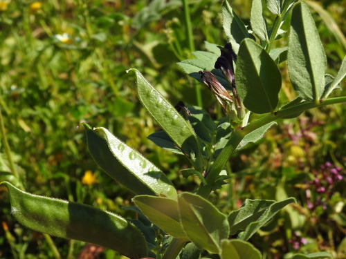 Image of Vicia narbonensis by (c) Duarte Frade, some rights reserved (CC BY)