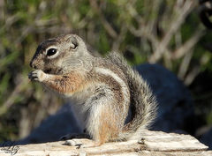 Ammospermophilus interpres