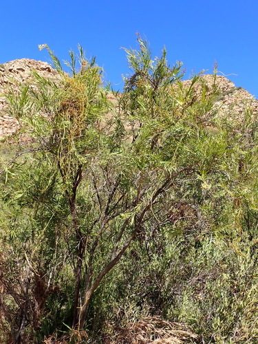 Image of Freylinia lanceolata by (c) Nicola van Berkel, some rights reserved (CC BY-SA)