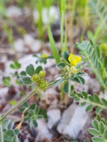 Medicago minima iNat (3)