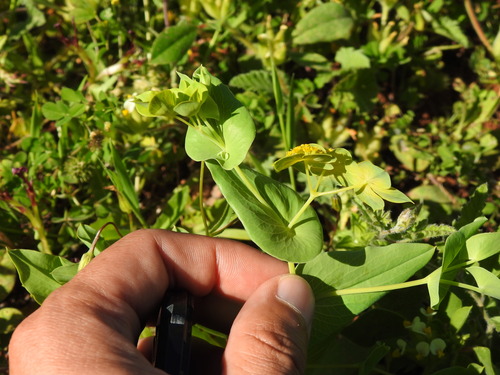 Image of Bupleurum subovatum by (c) Duarte Frade, some rights reserved (CC BY)