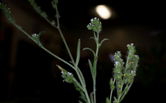 Cryptantha juniperensis