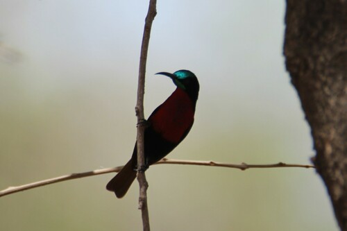 Scarlet-chested Sunbird
