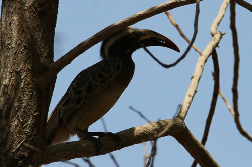 African Gray Hornbill