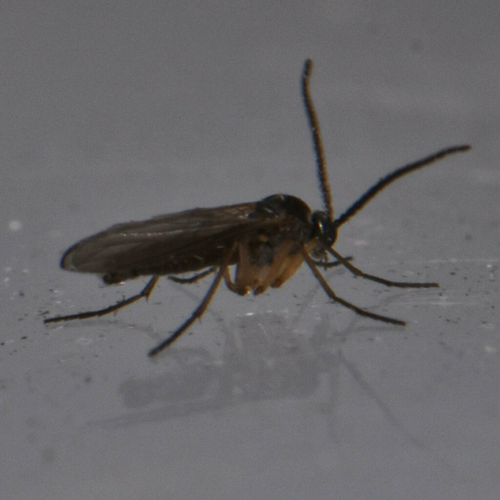 Dark-winged Fungus Gnats from Beechwood, Waterloo, ON, Canada on August ...