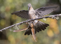 Giant Hummingbird photo 2