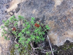 Crassula pruinosa