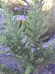 Aspalathus chenopoda