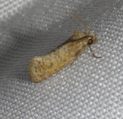Acrolophus forbesi