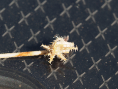 Harpagonella palmeri