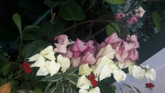 Clerodendrum thomsoniae