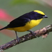 Thick-billed Euphonia - Photo (c) Jan Ebr, some rights reserved (CC BY), uploaded by Jan Ebr