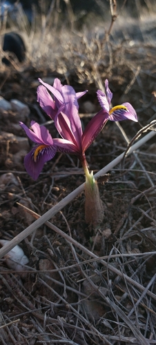 Image of Iris reticulata by (c) nina_nesterova, some rights reserved (CC BY)