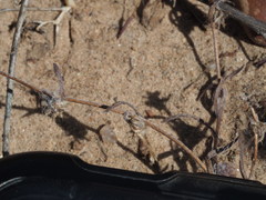 Harpagonella palmeri