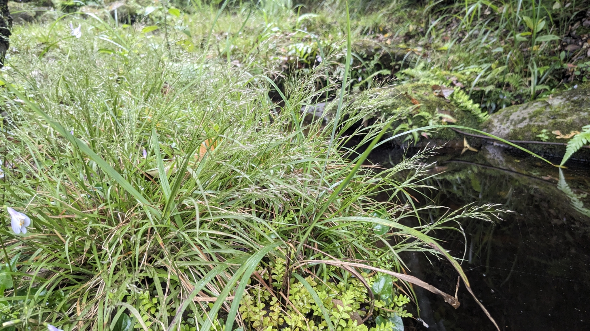 Arundinella filiformis