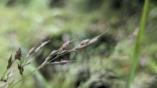 Image of Arundinella Filiformis (Arundinella filiformis) by (c) Cheng-Te Hsu, some rights reserved (CC BY)