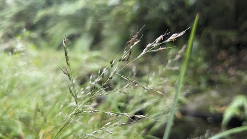 Image of Arundinella Filiformis (Arundinella filiformis) by (c) Cheng-Te Hsu, some rights reserved (CC BY)