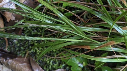 Image of Arundinella Filiformis (Arundinella filiformis) by (c) Cheng-Te Hsu, some rights reserved (CC BY)