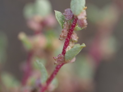Atriplex pacifica