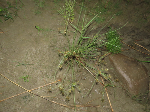 Image of Cyperus flavidus by (c) chiuluan, some rights reserved (CC BY)