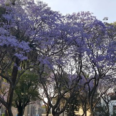 Jacaranda