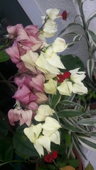 Clerodendrum thomsoniae