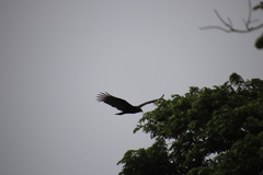 Cathartes aura image