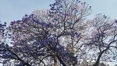 Jacaranda