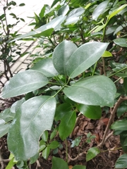 Heptapleurum ellipticum