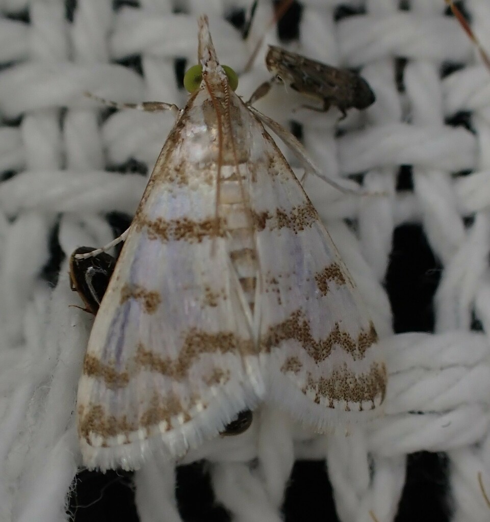 Patissa stenopteralis