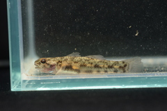 Northern Snubnose Goby photo 3