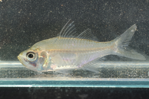 Estuarium-glasbaarsje (Ambassis marianus) — Ambassidae — 4