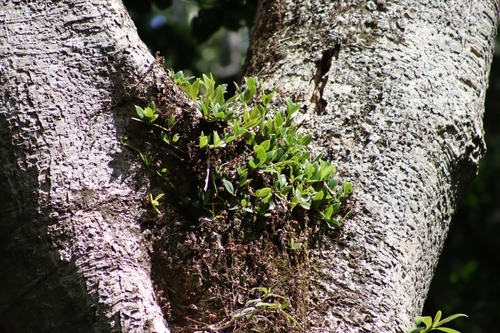 Image of Peperomia pereskiifolia by (c) Thomaz Ricardo Favreto Sinani, some rights reserved (CC BY)