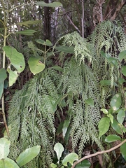 Asplenium bulbiferum x a flaccidum