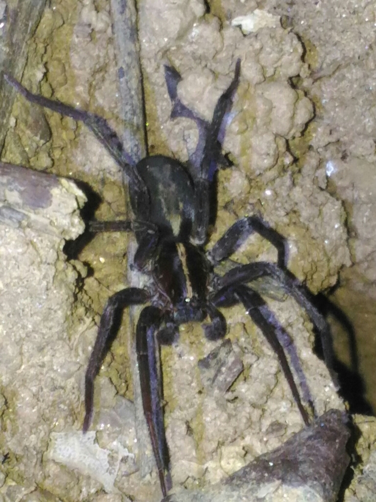 Isoctenus