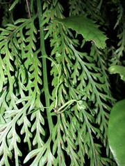 Asplenium bulbiferum x a flaccidum