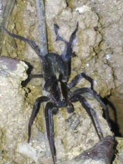 Isoctenus