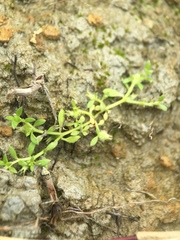 Dentella repens