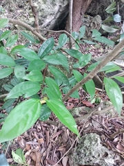 Allophylus timorensis