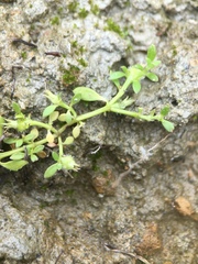 Dentella repens