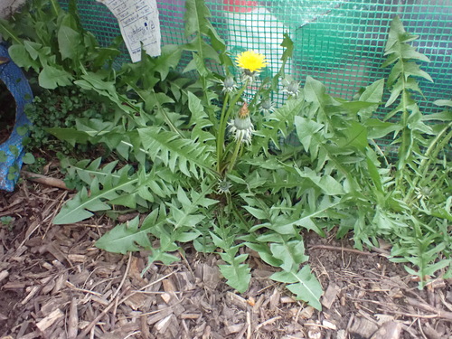 orange-tipped dandelion (Taraxacum obliquilobum)