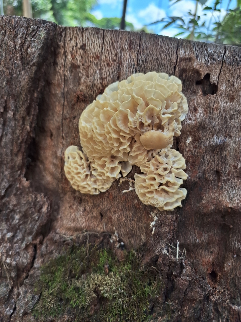 Irpex rosettiformis · April 2024 · photo: © danielcavallari (iNaturalist, cc-by-nc-sa)