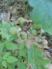 Dryocosmus quercuspalustris